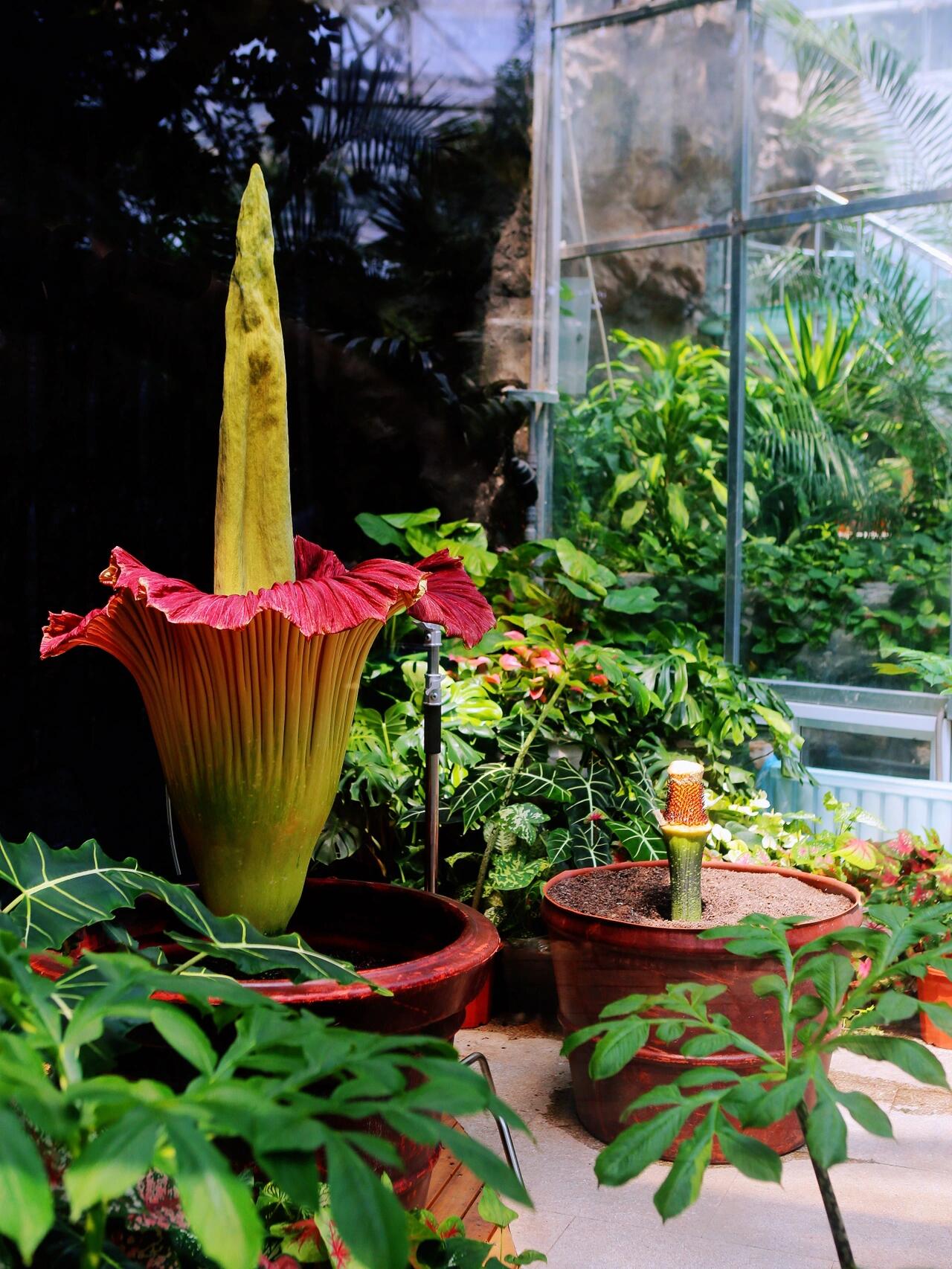 巨花魔芋,又称尸花,是世界上最大的花朵之一