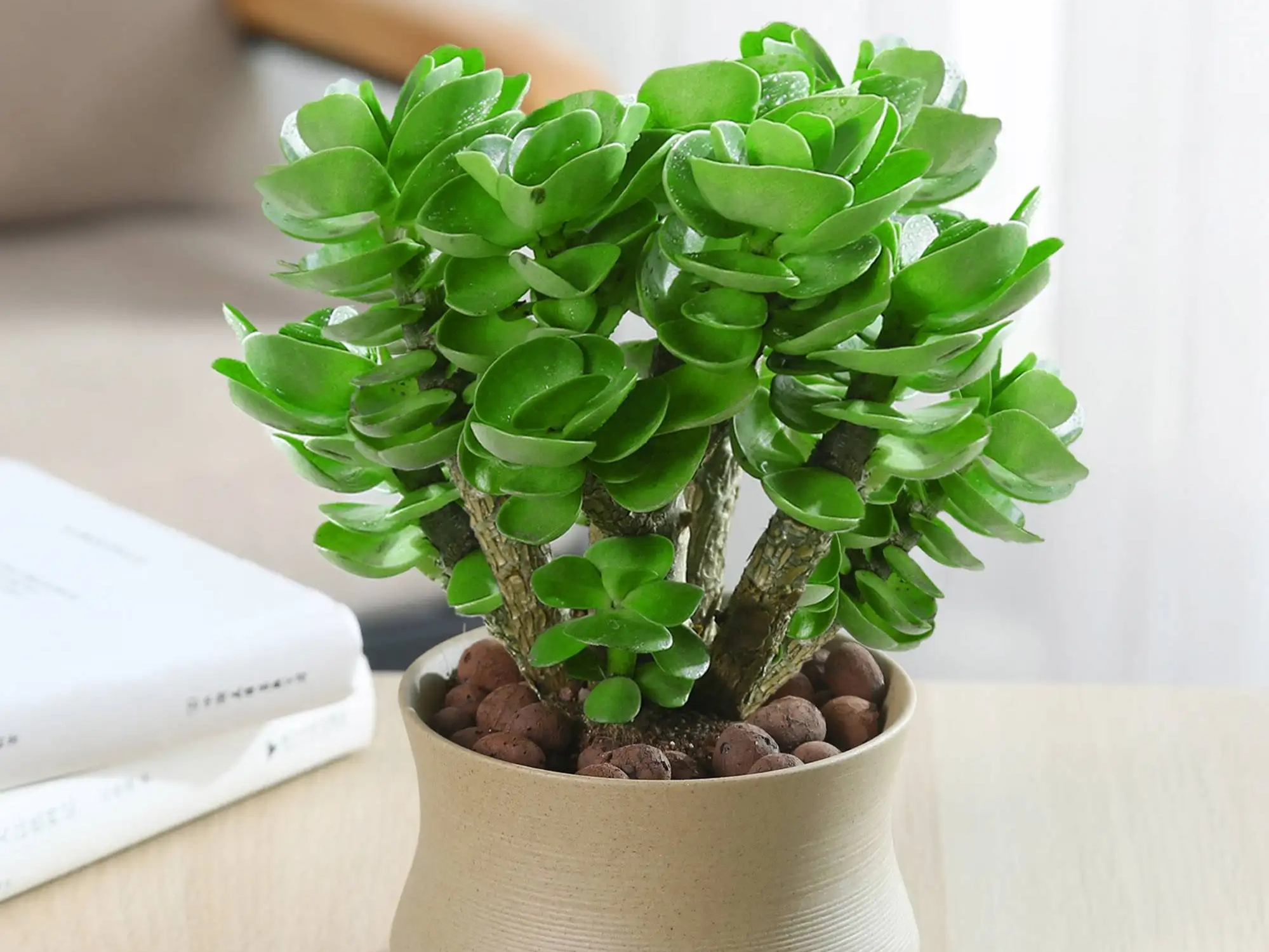 家中绿意盎然:这些植物为家居增添生机与温馨