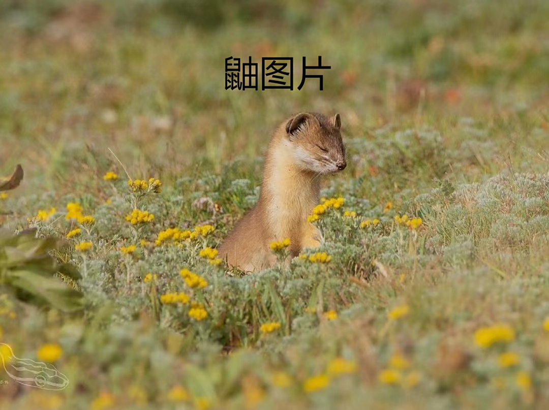 鼬图片  以中文名:香鼬 必科学分类:食肉目/鼬科