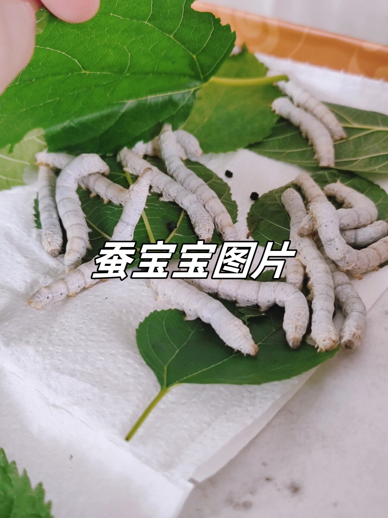 蚕宝宝图片  快来看看这些可爱的蚕宝宝们!