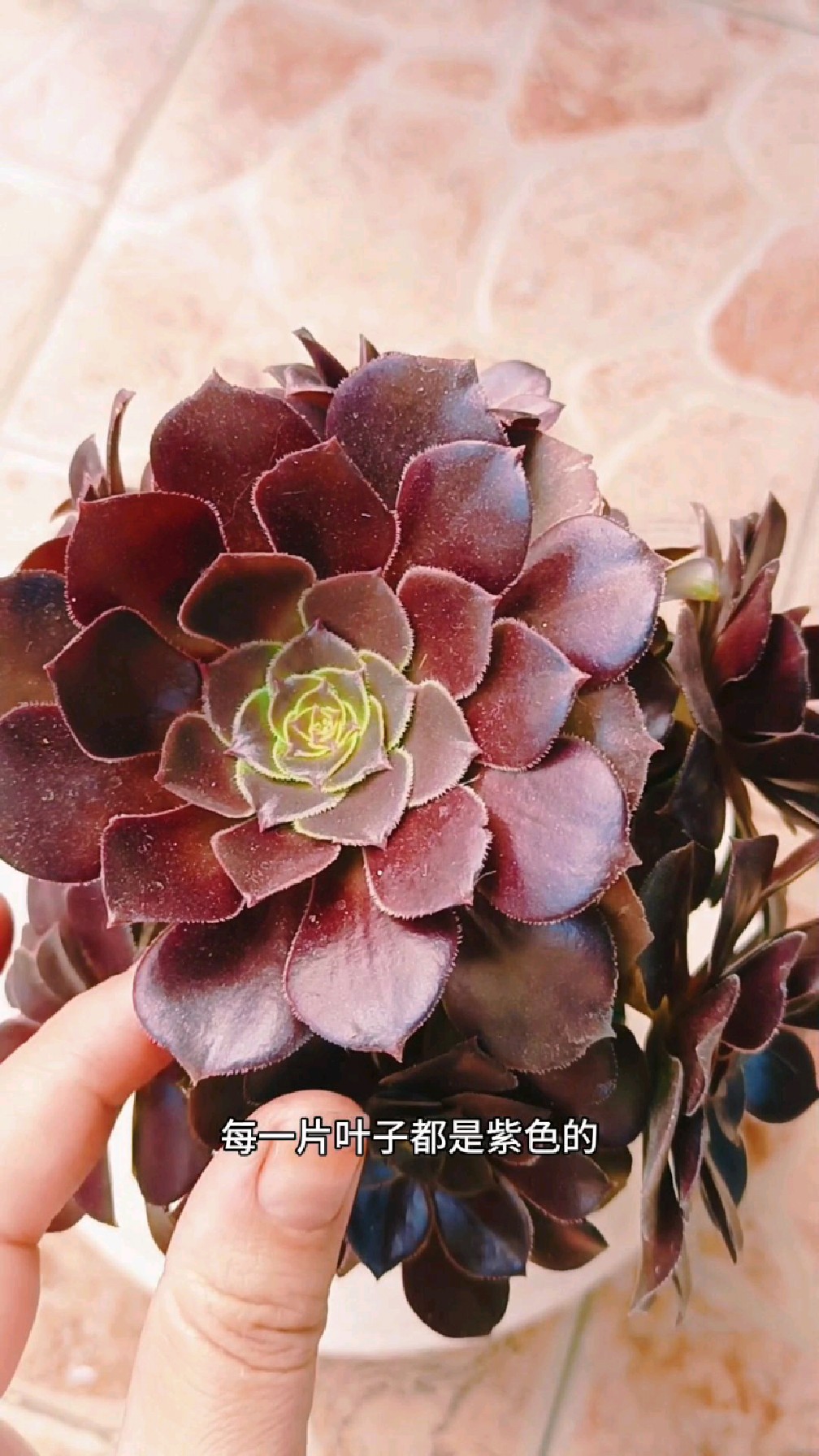 多肉植物黑法师,僵苗硬是把它救活还变美了