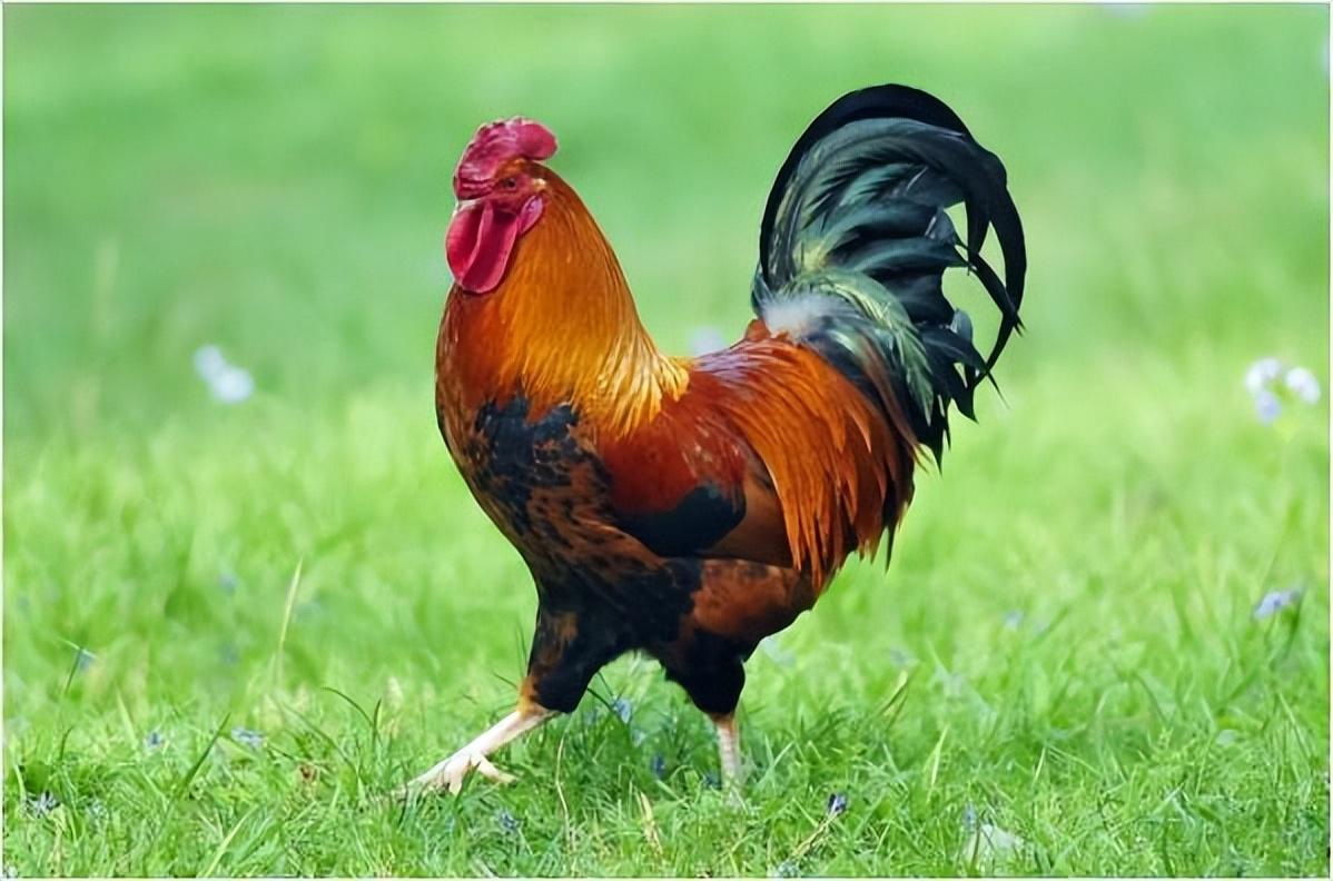 不仅如此,公鸡准时在黎明时分打鸣,成为农民判断时间,安排劳动的工具.