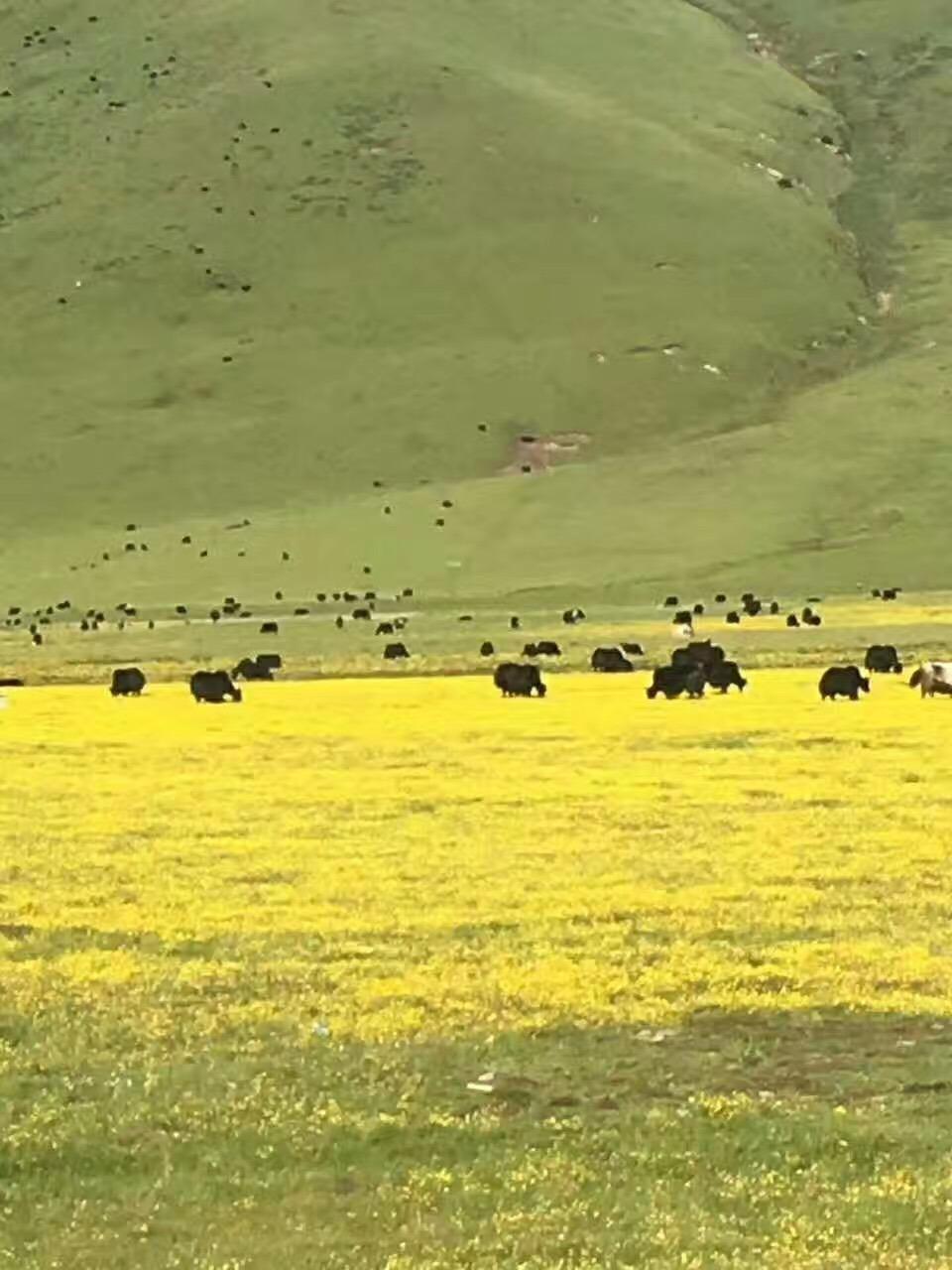 着母牦牛这些野生的公牦牛,那可谓是流浪小子见到富家千金,两眼直放光