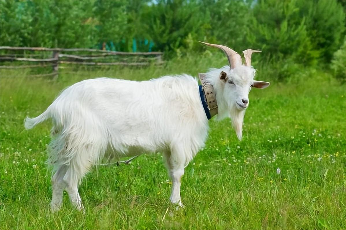 古代俗语男怕属鸡女怕属羊是什么意思有道理吗