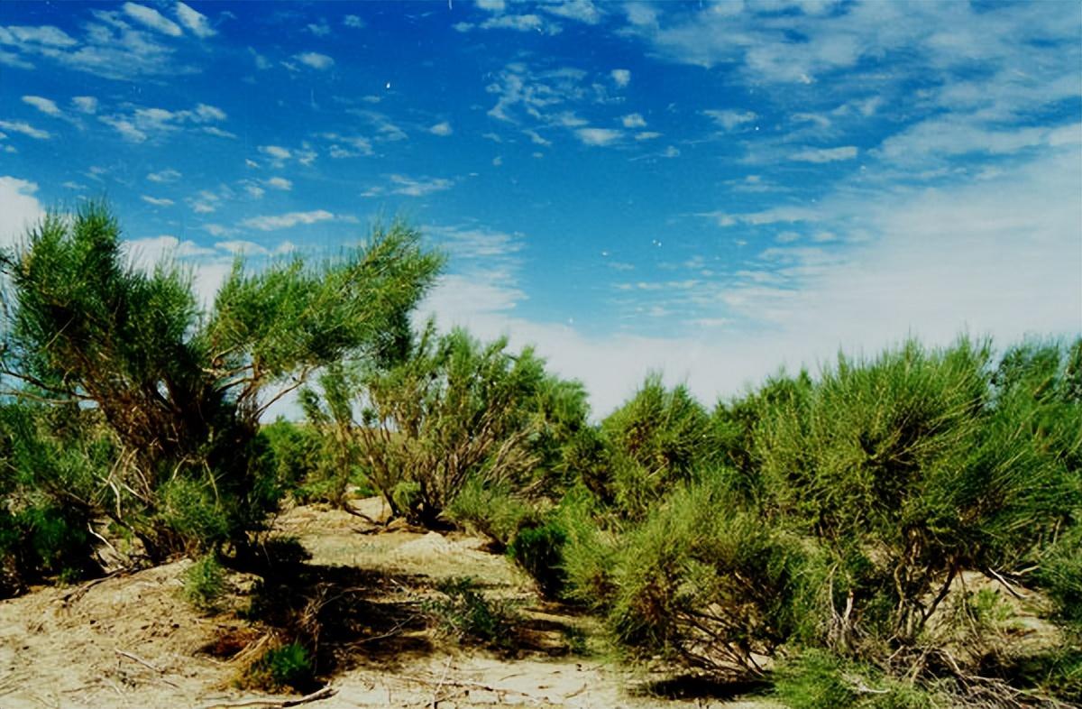 蚂蚁森林种树是真是假