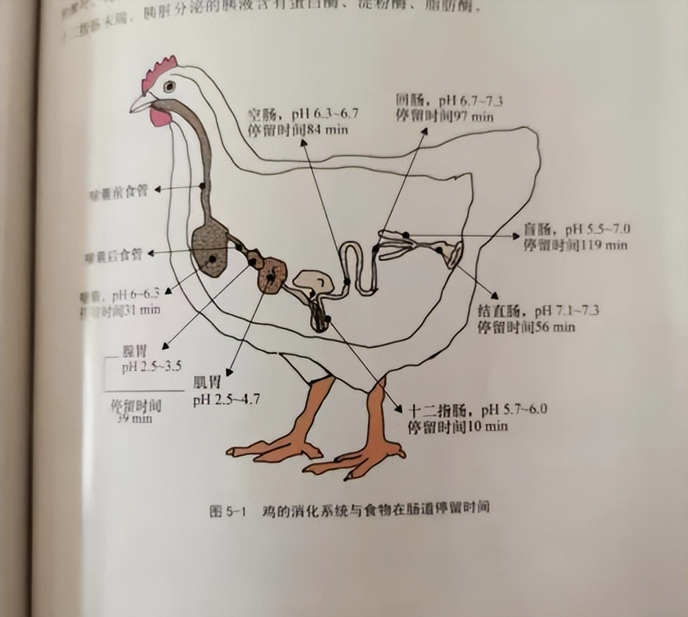鸡的消化系统示意图图片
