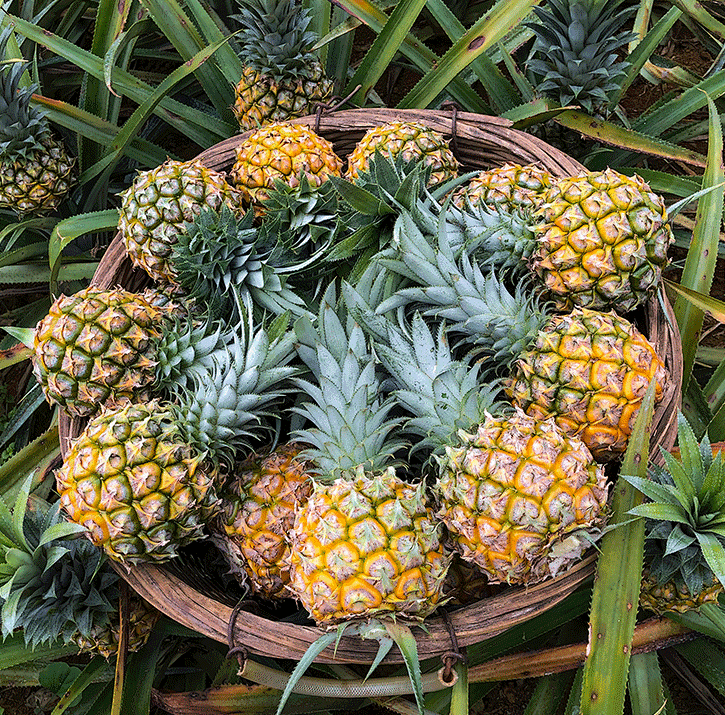 果觅鲜果热销推荐甜到心里的海南金钻凤梨一口爆汁