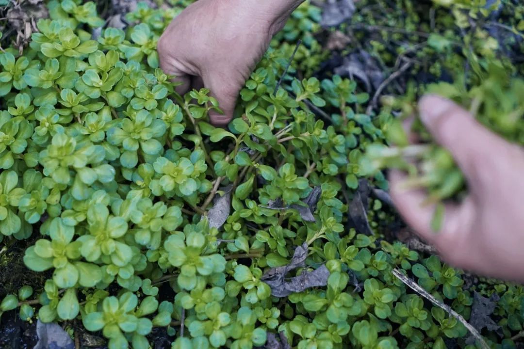 成都踏青挖野菜旅行地推荐