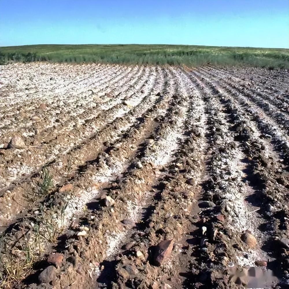 回顾盐碱地能生产海水稻口感难吃农民不愿意种为何要大量种植
