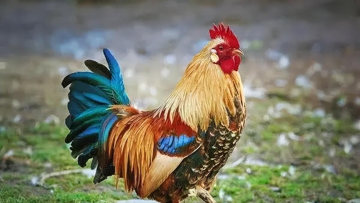 不仅如此,公鸡准时在黎明时分打鸣,成为农民判断时间,安排劳动的工具.