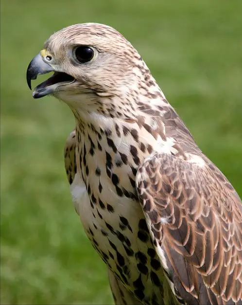 回顾:北方空中霸主非常怕热经常低空快速飞行,长矛猎鹰有什么特别