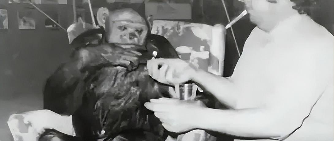 回顾苏联人猿实验5名女孩和多只猩猩参与最终结局如何