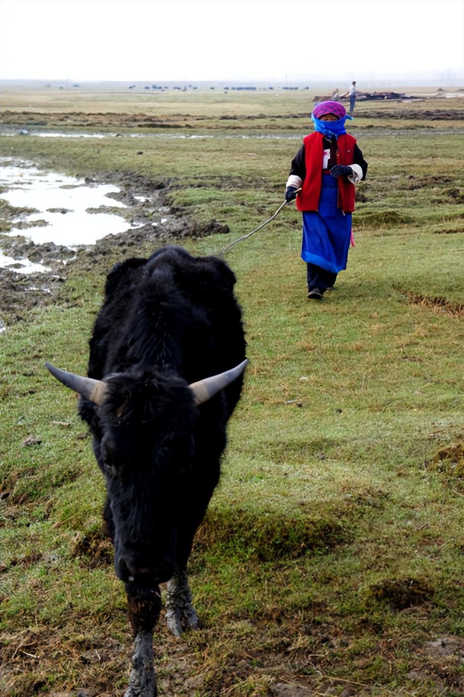 回顾:西藏野牦牛"下山抢亲",藏民却根本不生气,反而欢迎它到来?