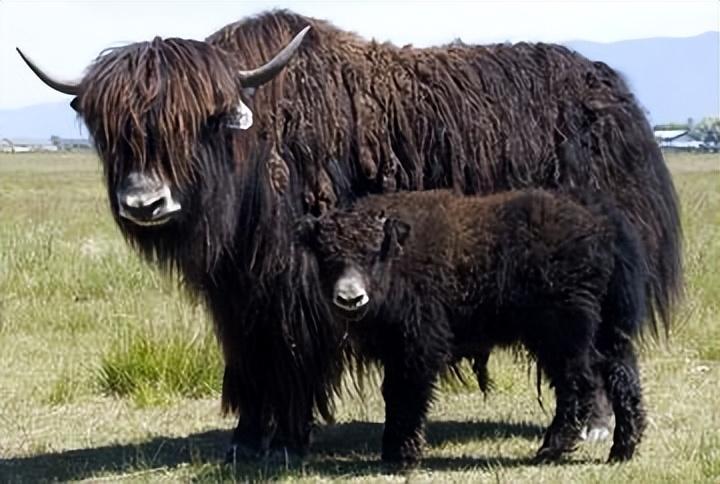 回顾:西藏野牦牛"下山抢亲",藏民却根本不生气,反而欢迎它到来?