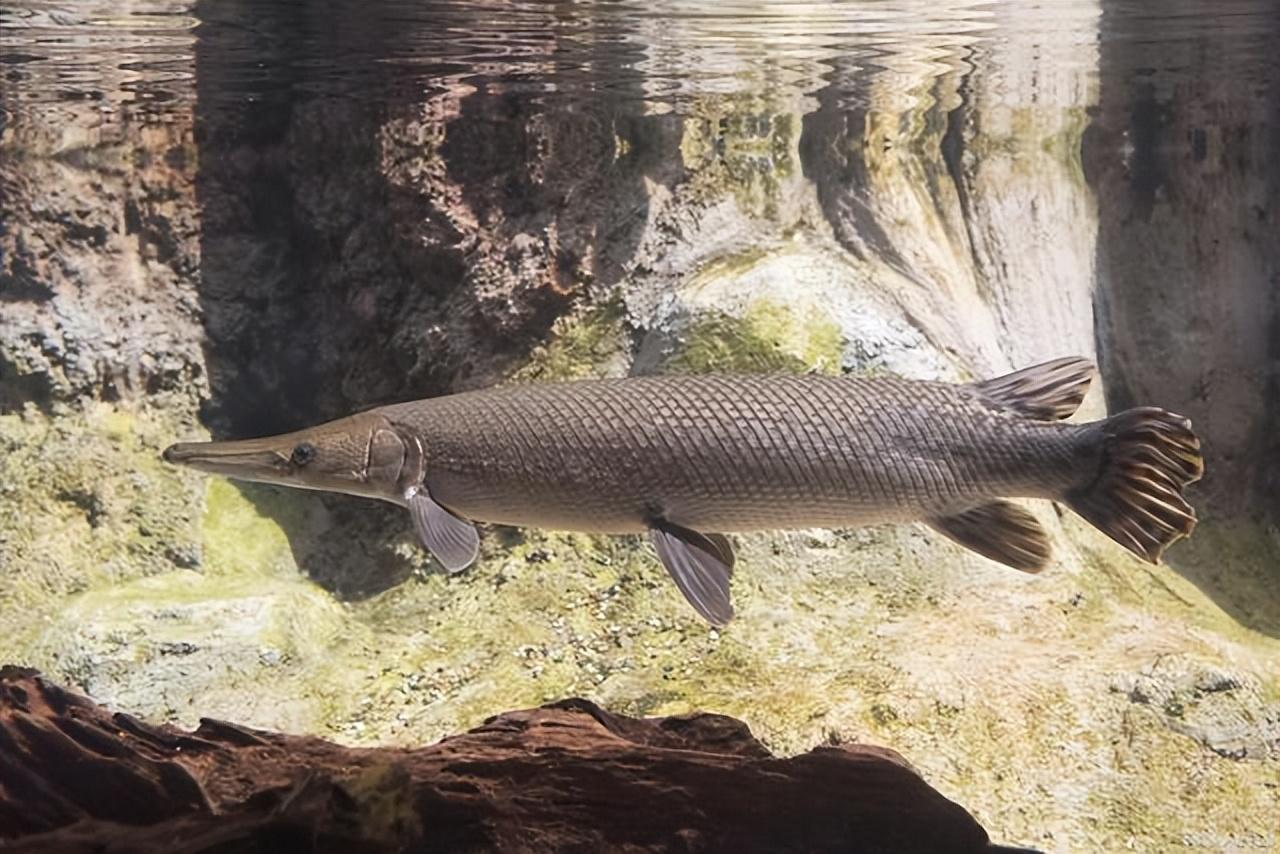 回顾:入侵我国"最成功"的鱼,在南方繁衍多年,有人误以为它是草鱼