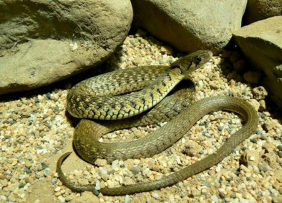 回顾麦稍蛇究竟是什么它们为何会在麦芒上飞