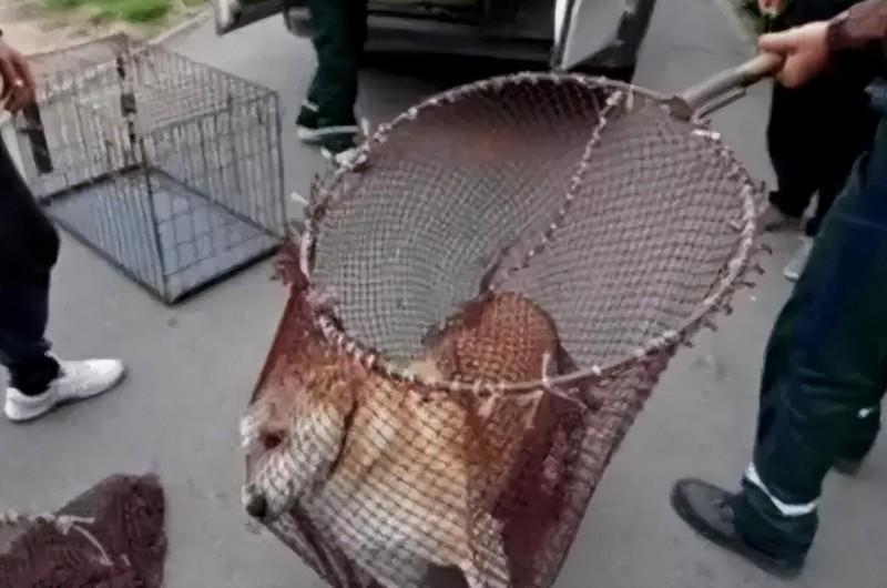 初入职场,从女兽医到"女屠夫"