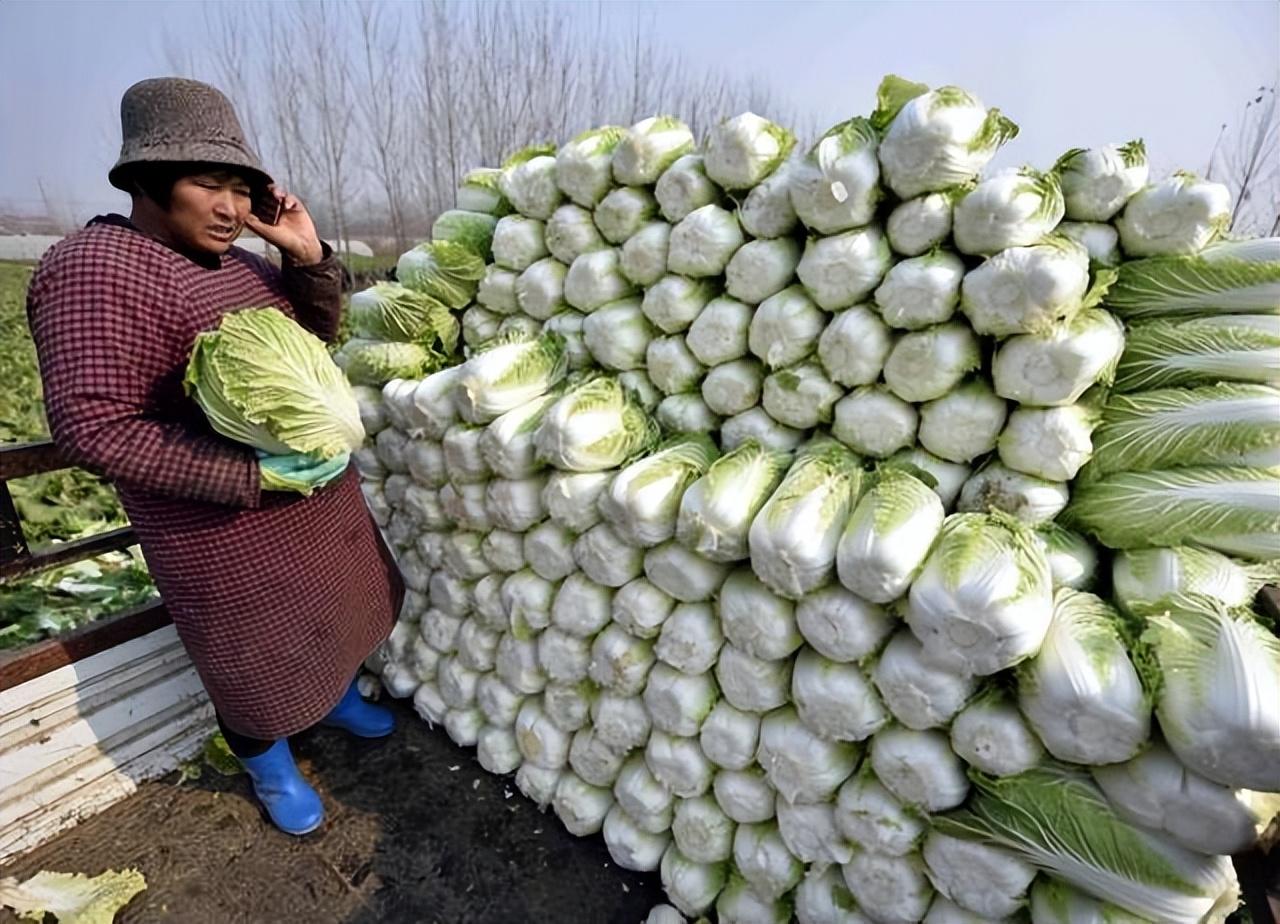 东北大白菜