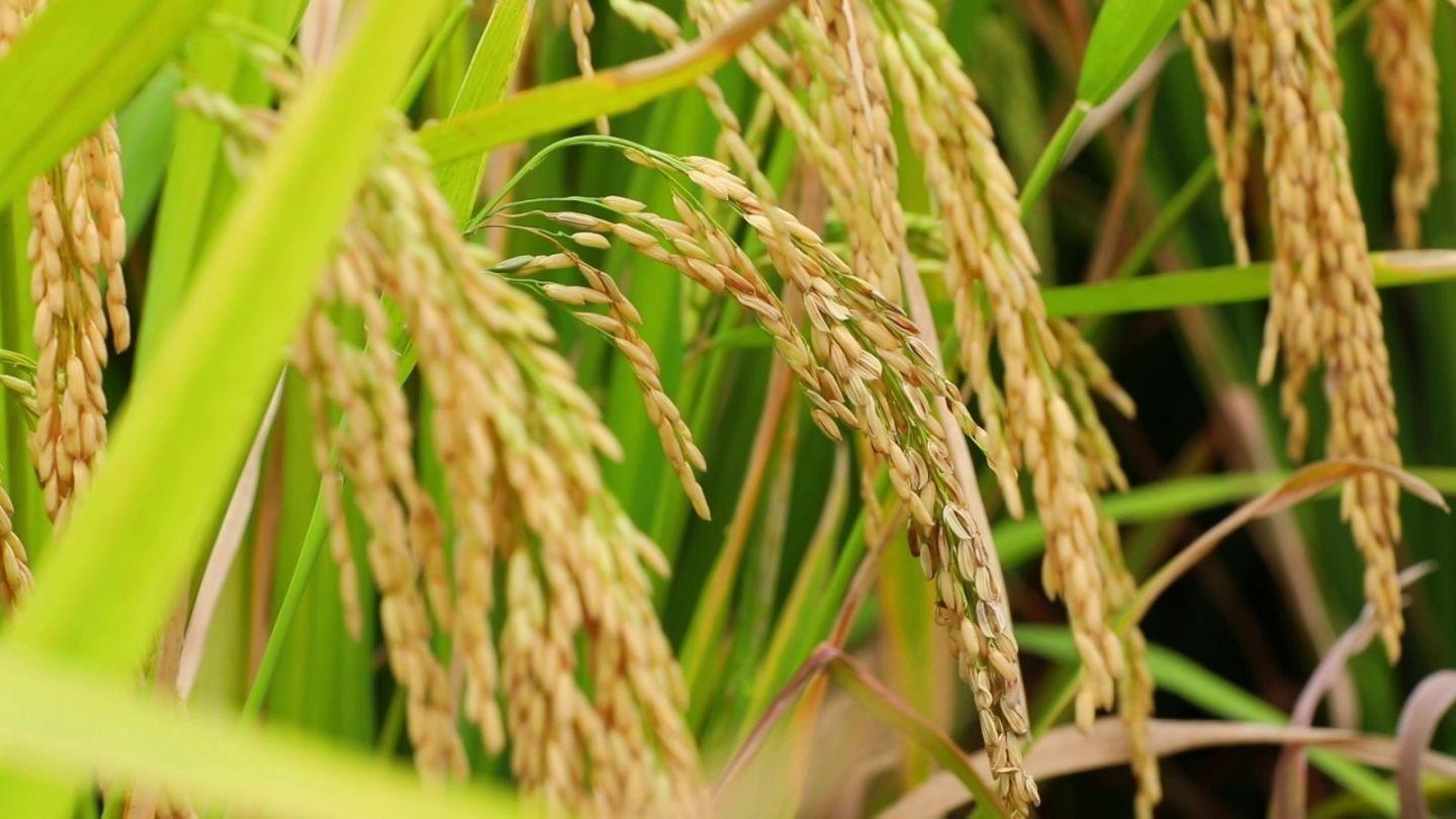 回顾:盐碱地能生产海水稻,口感难吃农民不愿意种,为何要大量种植?