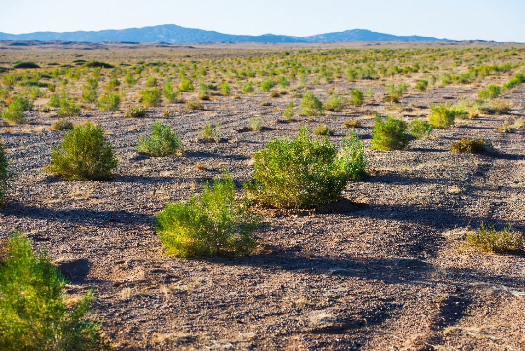 蚂蚁森林种树是真是假