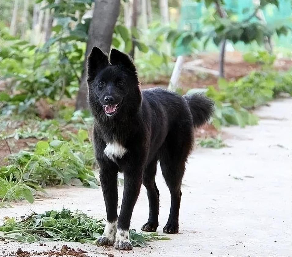 土狗的忠诚与智慧:不仅仅是性价比的选择