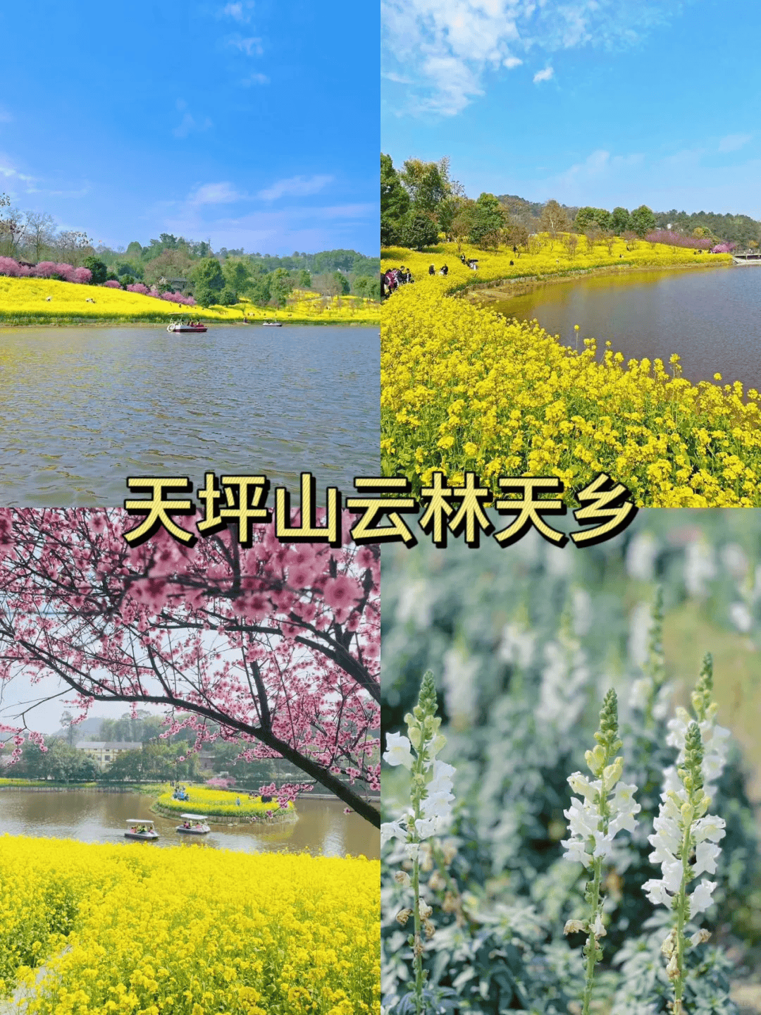 重庆春季旅游攻略,重庆春游踏青好去处,春天来重庆的赏花盛宴