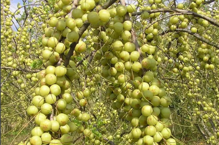 滇橄榄是营养丰富的食药两用水果,口感香甜爽口,富含维生素c,e和蛋白