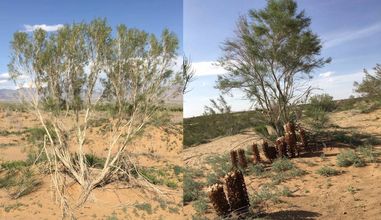 蚂蚁森林种树是真是假