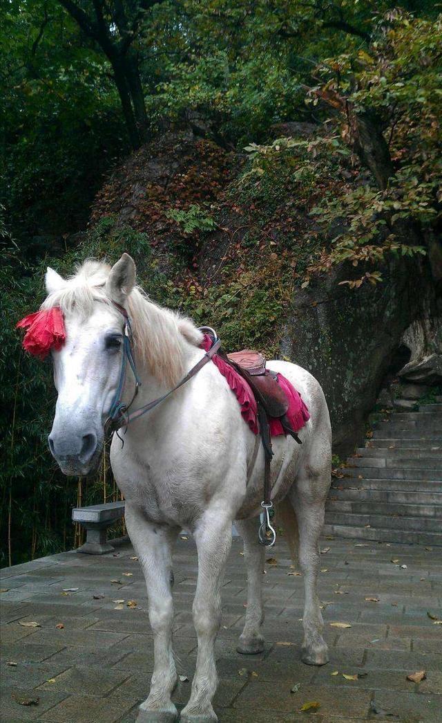 因西游记被开除军籍白龙马惨死角落杨洁导演2次探望落泪