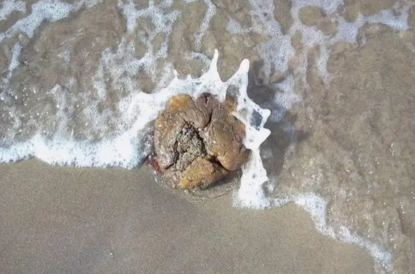 海滩散步发现怪石