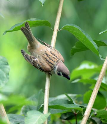 回顾农村随处可见的麻雀都是外来物种原本的本地麻雀去哪了