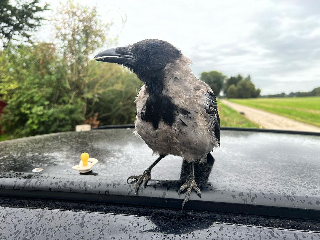 救助的乌鸦始不肯走因为舍不得家里小宝宝这也太有爱了