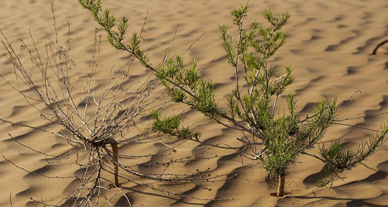 回顾马云斥巨资在沙漠种树承诺每年1亿棵8年过去树怎样了