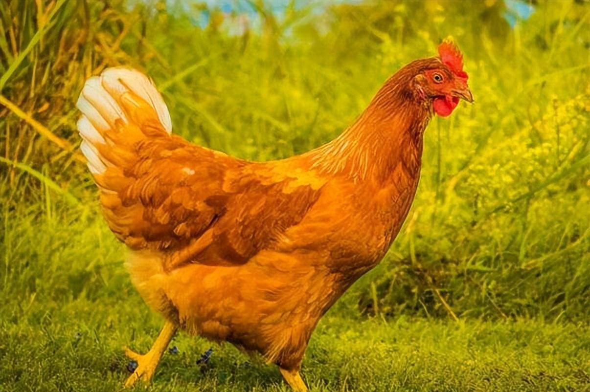 古代俗语男怕属鸡女怕属羊是什么意思有道理吗