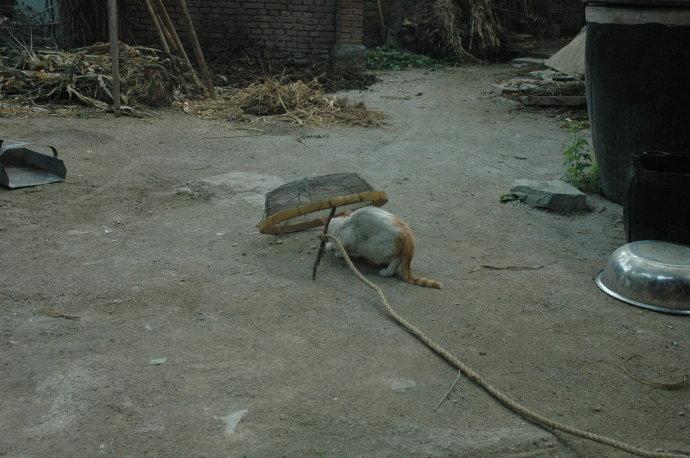 回顾农村随处可见的麻雀都是外来物种原本的本地麻雀去哪了