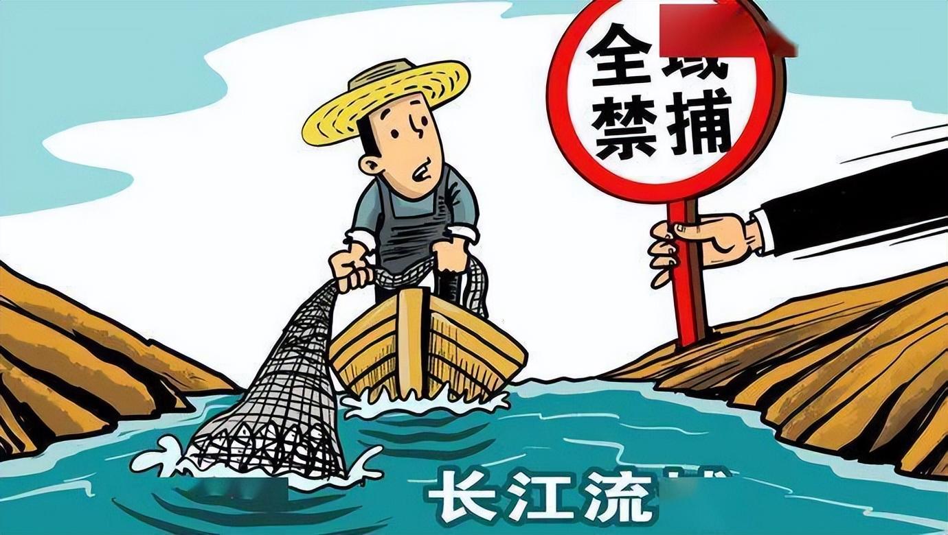 回顾长江禁渔10年才过3年鱼已出现局部泛滥为什么还要继续禁渔