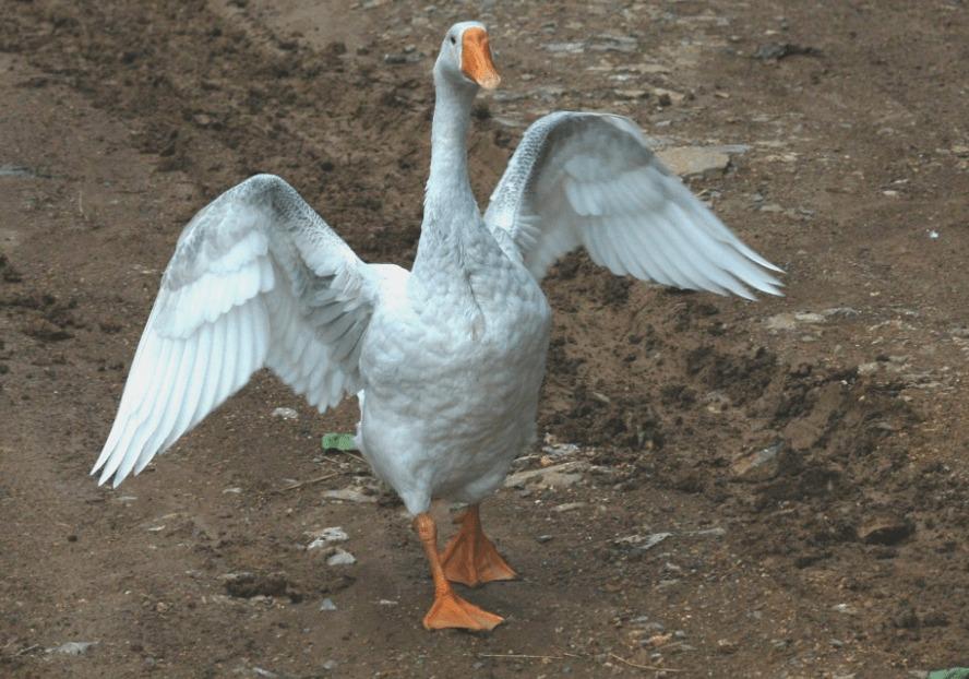 回顾:有鹅的地方就没有蛇?大鹅究竟多凶猛,为何不少动物都怕它呢?