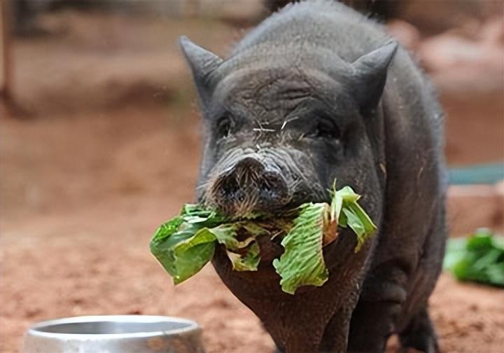 回顾 现在的猪肉吃着不香了?口味变了还是猪变了