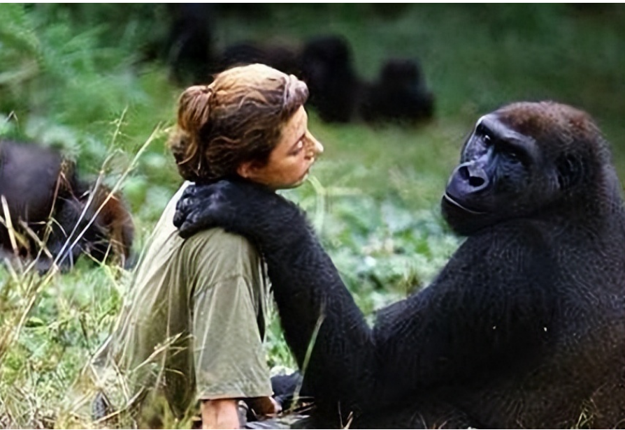 苏联"人猿杂交"实验:5名女孩与数只猩猩参与,最终结局如何?