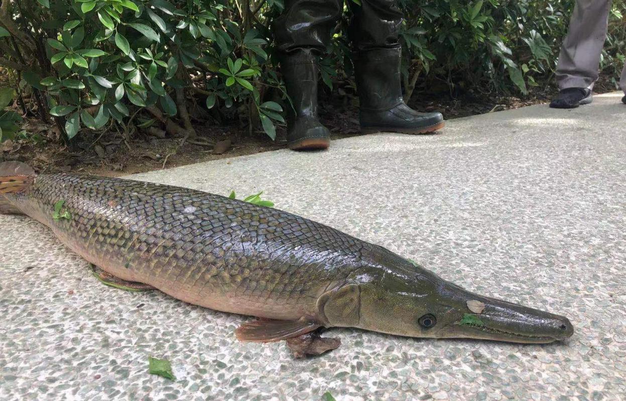 回顾入侵我国最成功的鱼在南方繁衍多年有人误以为它是草鱼