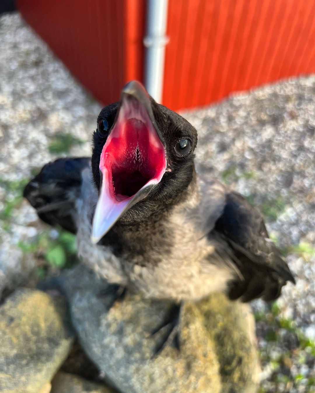 救助的乌鸦始不肯走因为舍不得家里小宝宝这也太有爱了