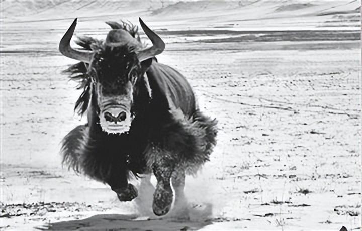 回顾:西藏野牦牛"下山抢亲",藏民却根本不生气,反而欢迎它到来?