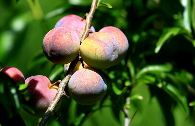 古人吃的水果品种不少除了普遍的桃子和李子还有苹果和荔枝