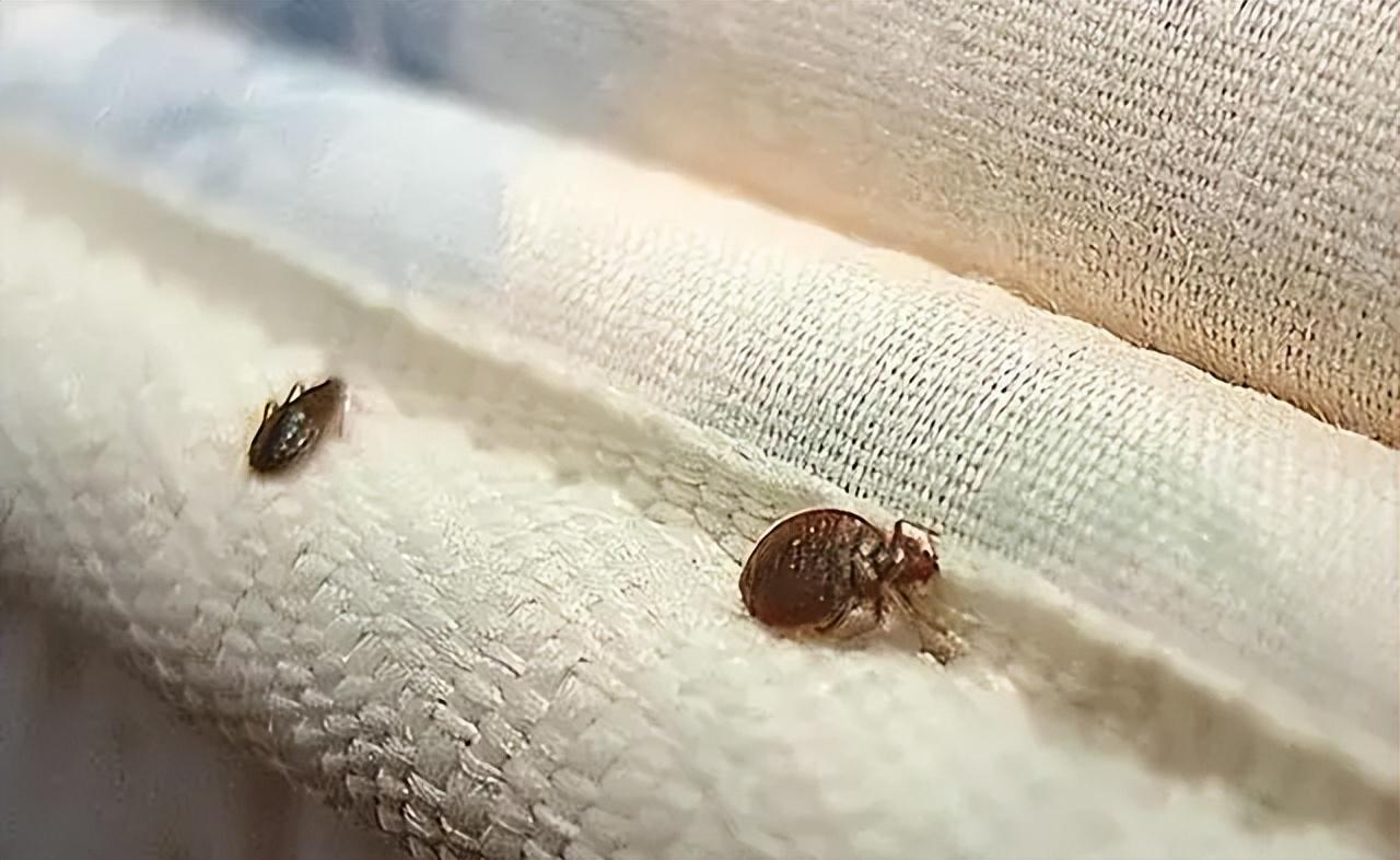 回顾以前许多人头上都有虱子现在为什么几乎都没有了