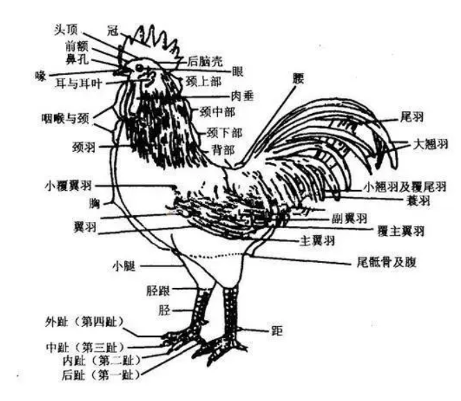 大公鸡vs最大蜈蚣图片