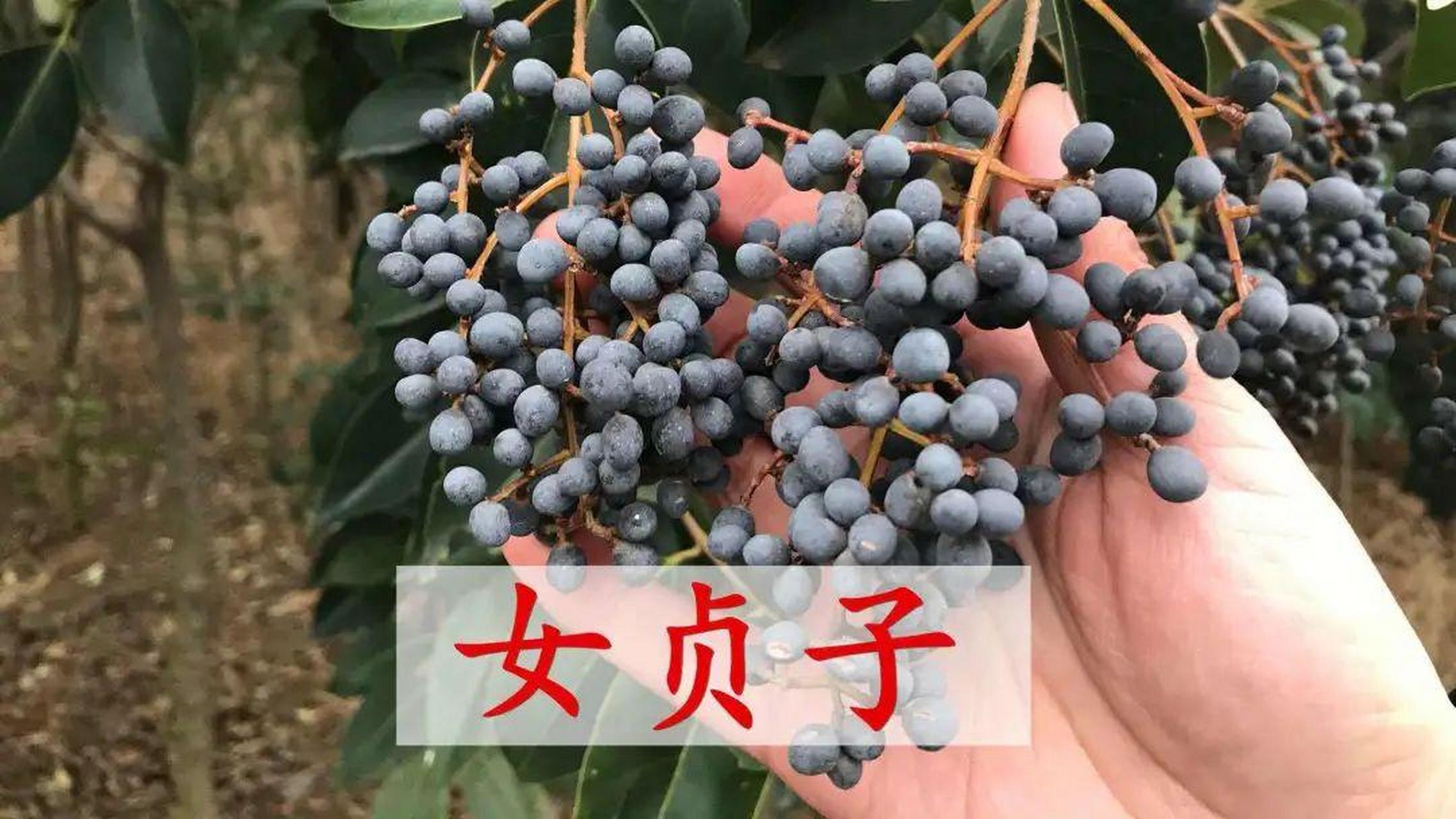 女贞子膏图片