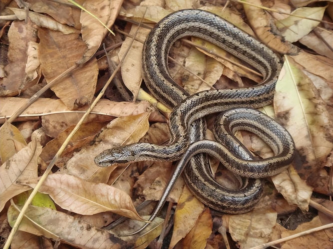 回顾麦稍蛇究竟是什么它们为何会在麦芒上飞