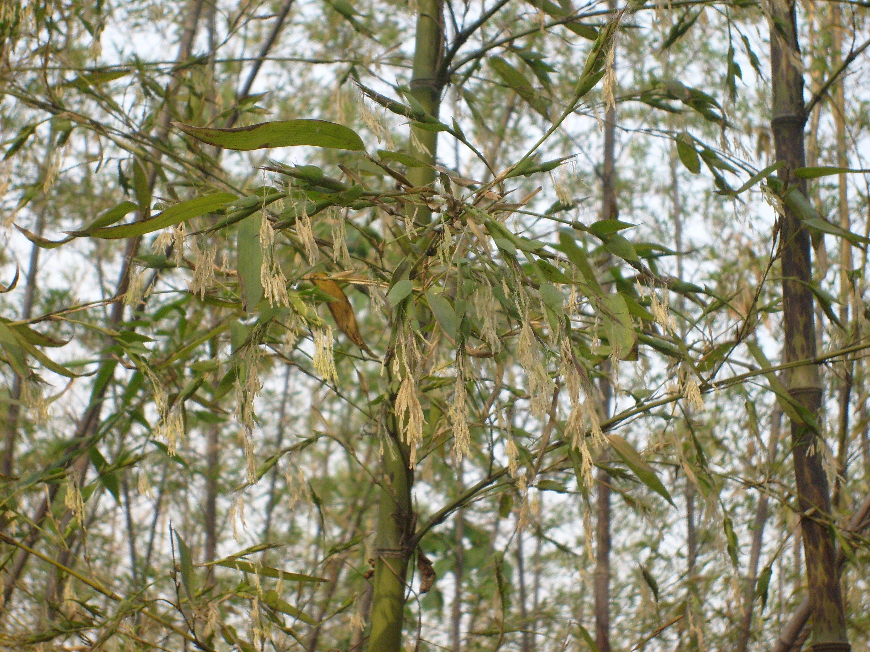 回顾:老话说"竹子开花,马上搬家",这有何科学道理,为什么要搬家?