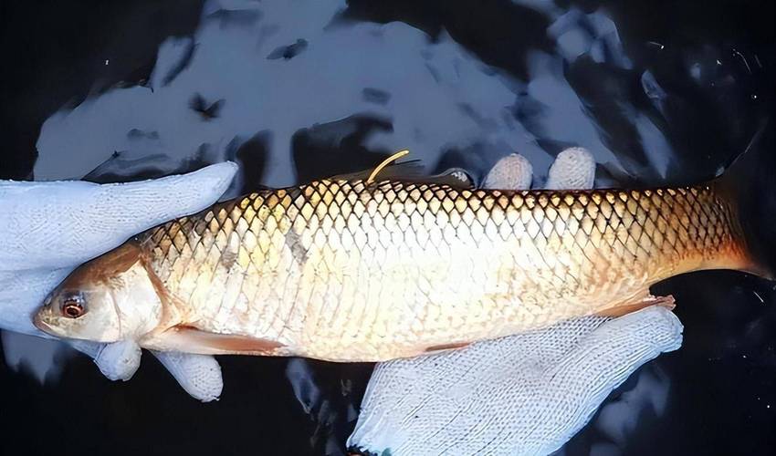 很多人为了方便就直接叫它麦鲮,因为他的外形和鲮鱼差不多, 对这