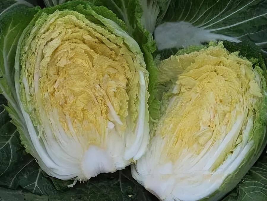 回顾我国哪的大白菜最好吃这4个地方比较有名有你家乡吗